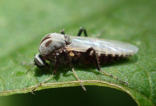 Sphaeromias pictus